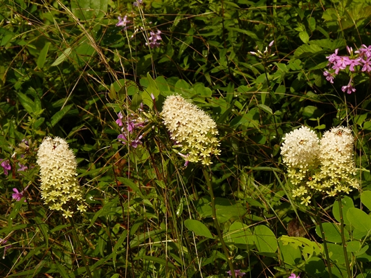 {Amianthium muscitoxicum}